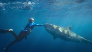 Shark Whisperer (2025) | Image via: ABC News Studios